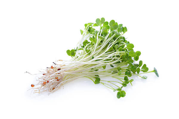 Organic Alfalfa
