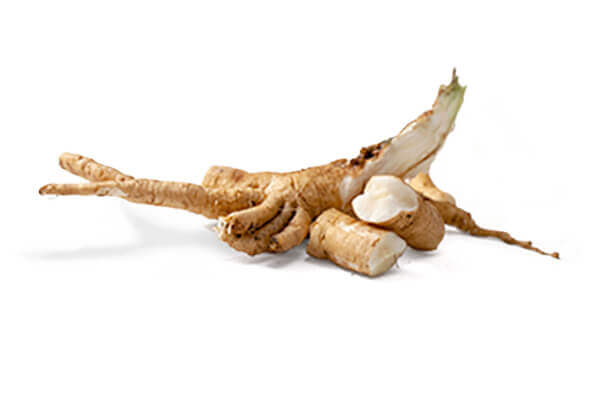 Chicory Root