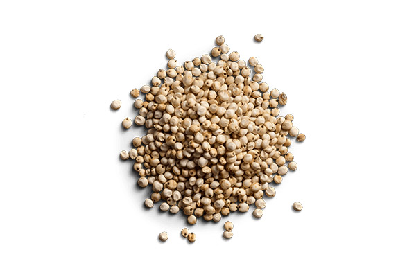Grain Sorghum