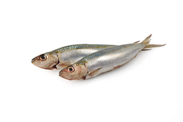 Sardines