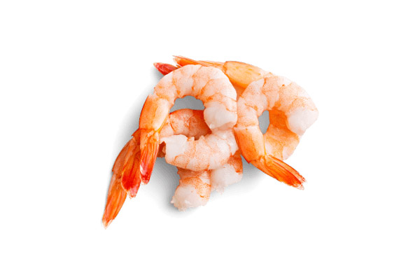 Shrimp