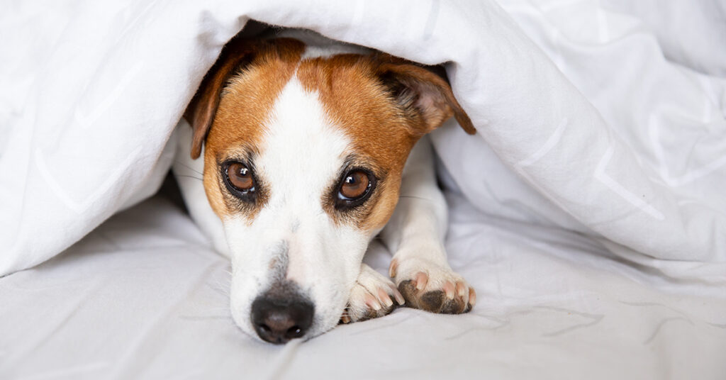 The Facts About Dogs and Digestion Issues